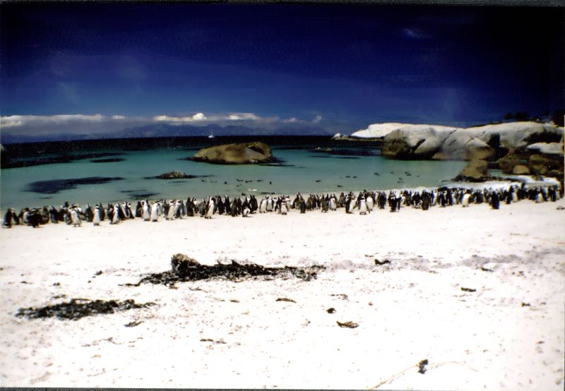 03 guney afrika penguen sahili